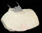 Spiny Leonaspis Trilobite - Foum Zguid, Morocco #40149-2